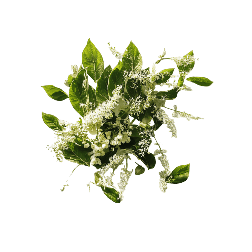 Knotweed Root Extract